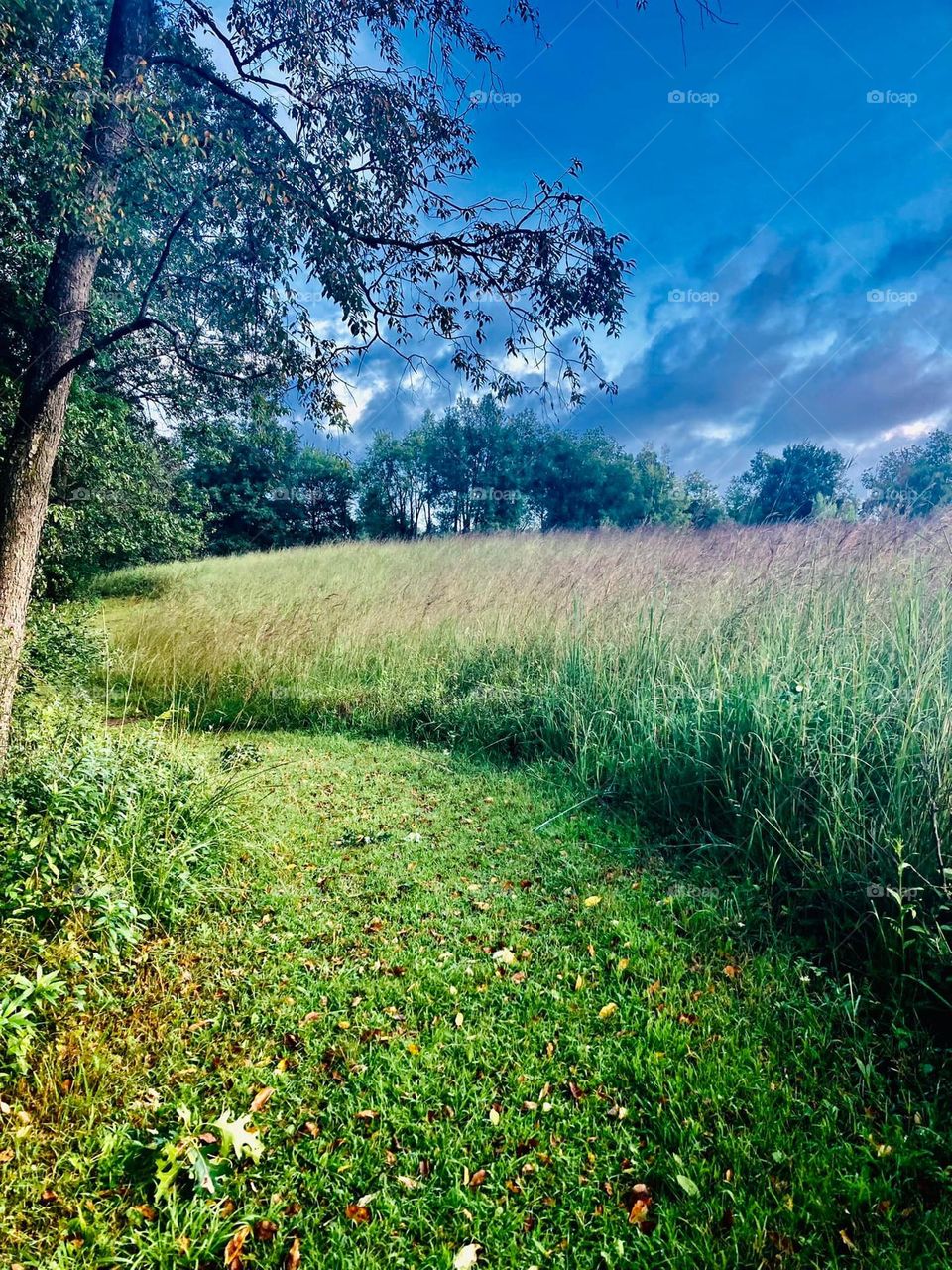 Grassy path in the morning