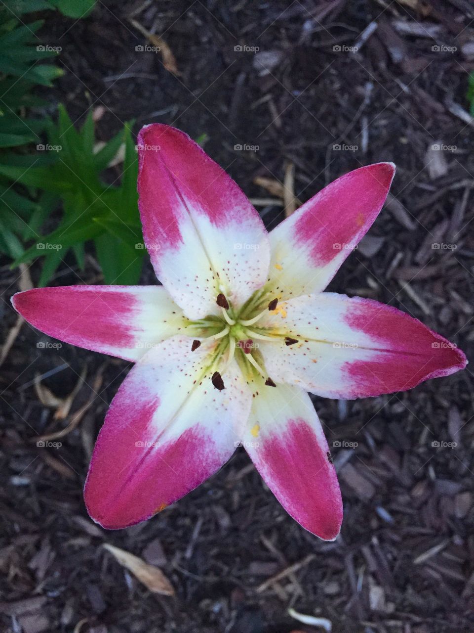 Lily star