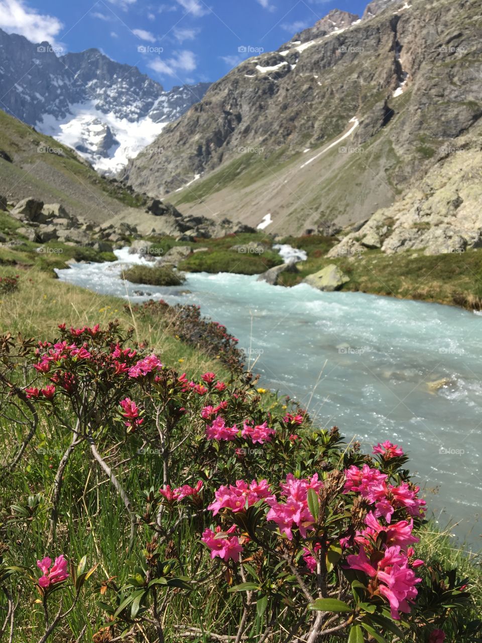 Alpine Flowers 