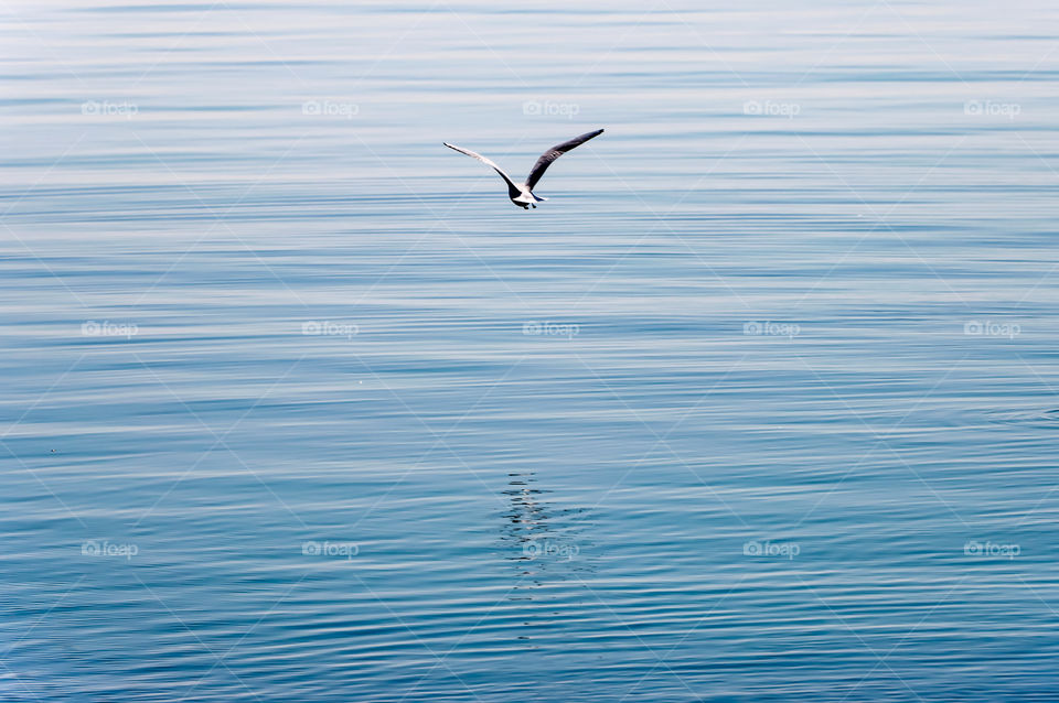 Flying over sea surface