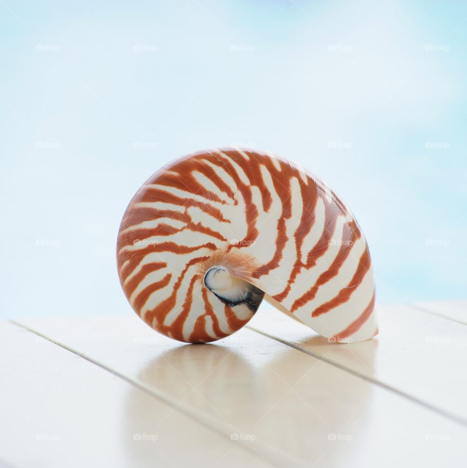 shell Nautilus