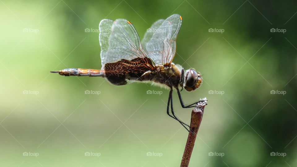 Dragonfly
