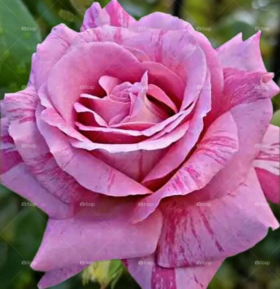 most beautiful and attractive flowers in the garden.