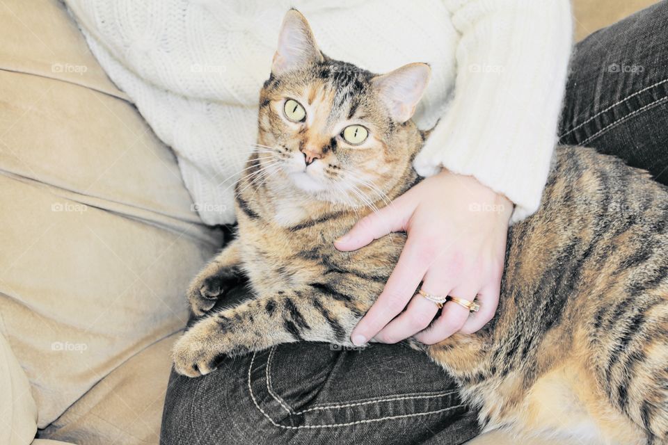 Very sweet brown and black tabby all cuddled up on owner’s lap. She is ready for an afternoon snooze. 
