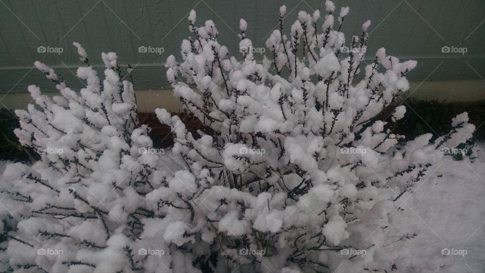 Snow is blooming in Spring!