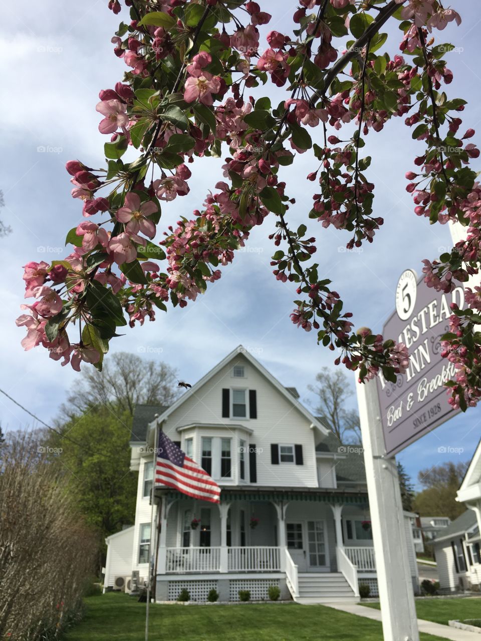 Blossoms in CT in early May