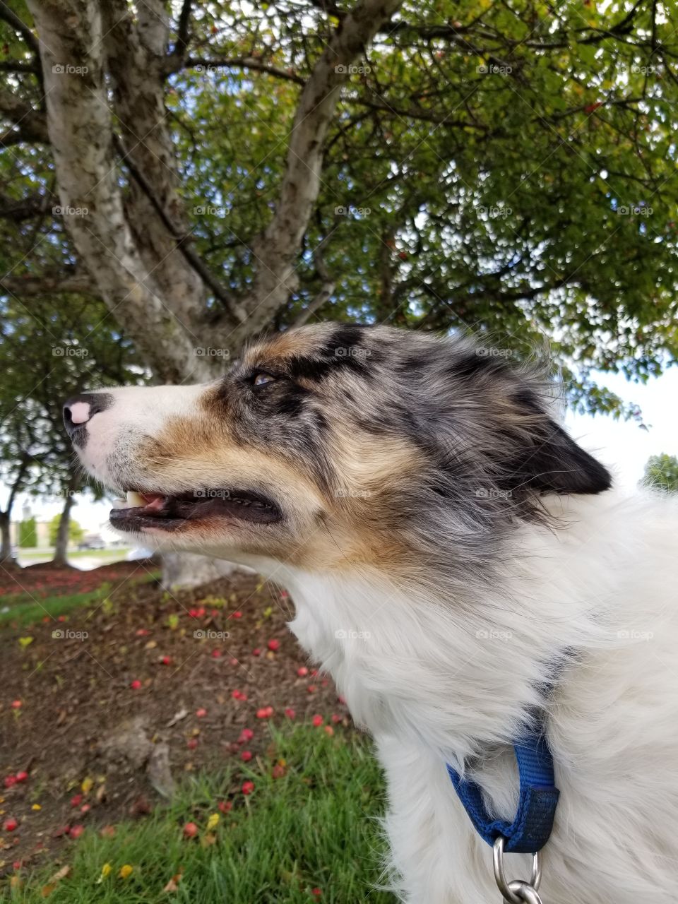 Miggy. my Border Collie, by the crabapple trees.