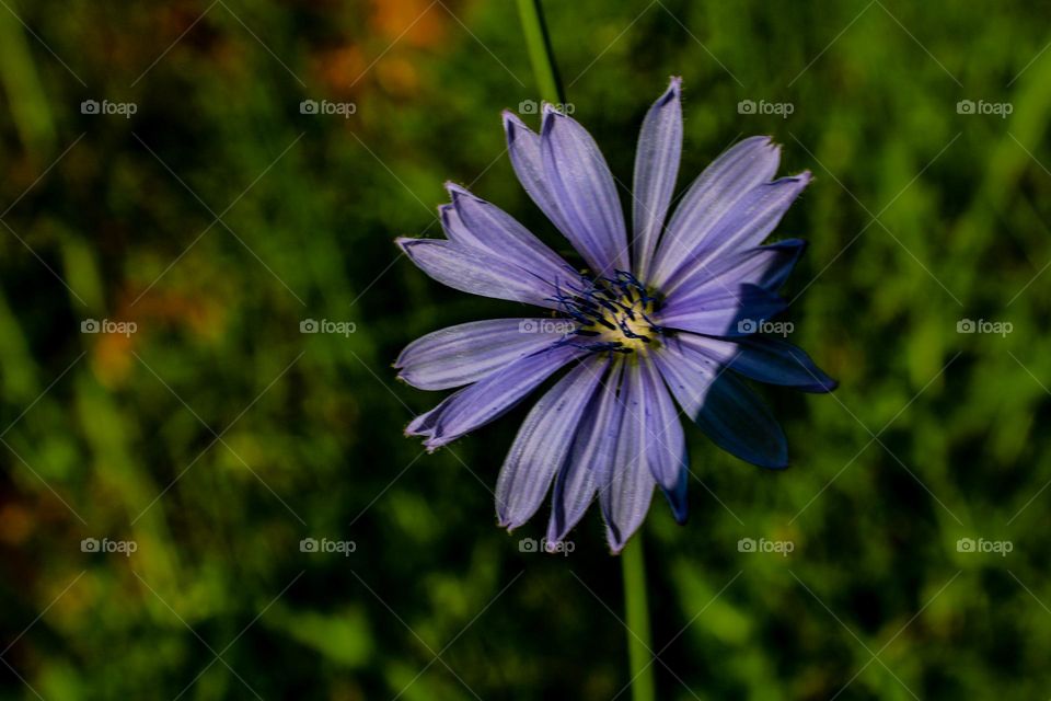 blueish purple flower growing in a field of green grass