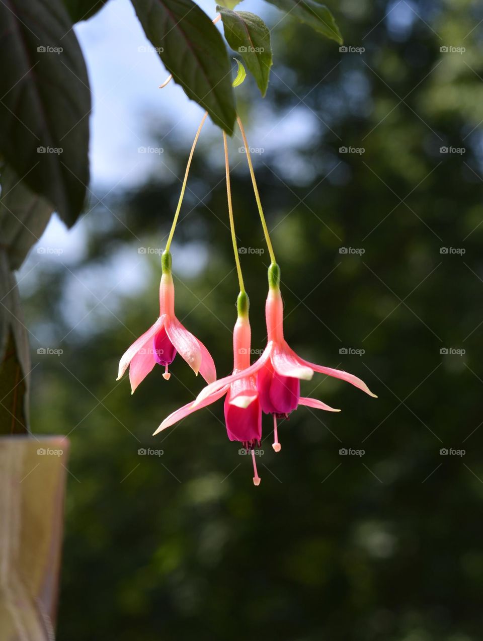 very nice pink flowers house plants spring blooming in the sunlight green background