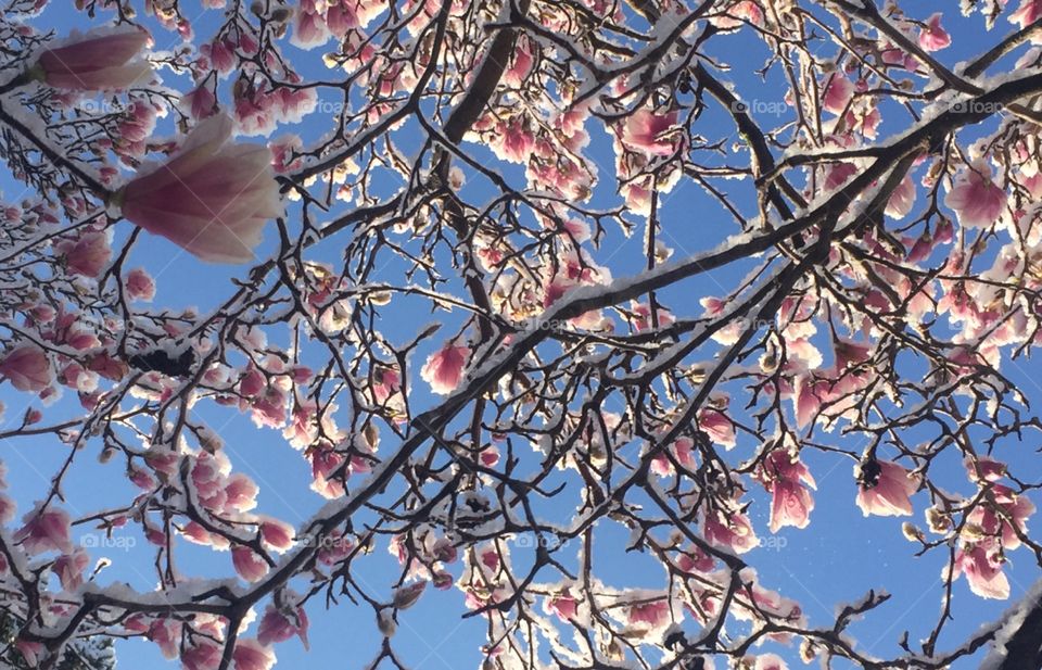 First day of spring and it snowed on the beautiful magnolia buds