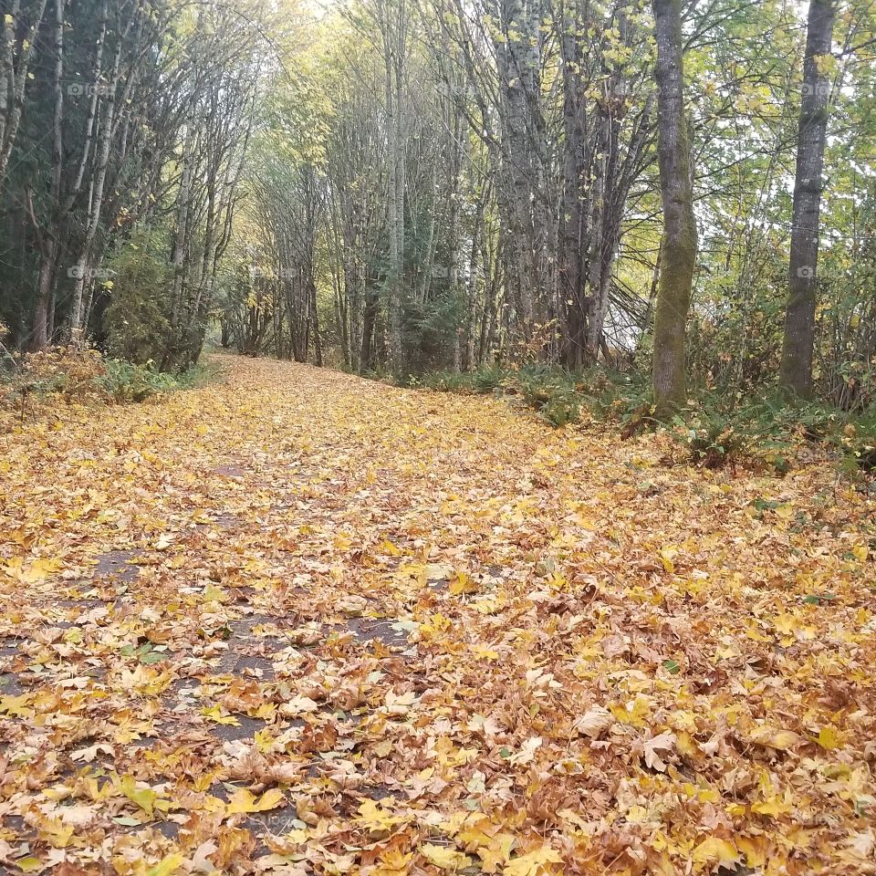 the leafy path