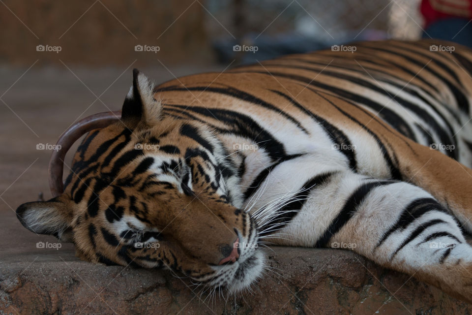 Tiger, Wildlife, Cat, Mammal, Zoo