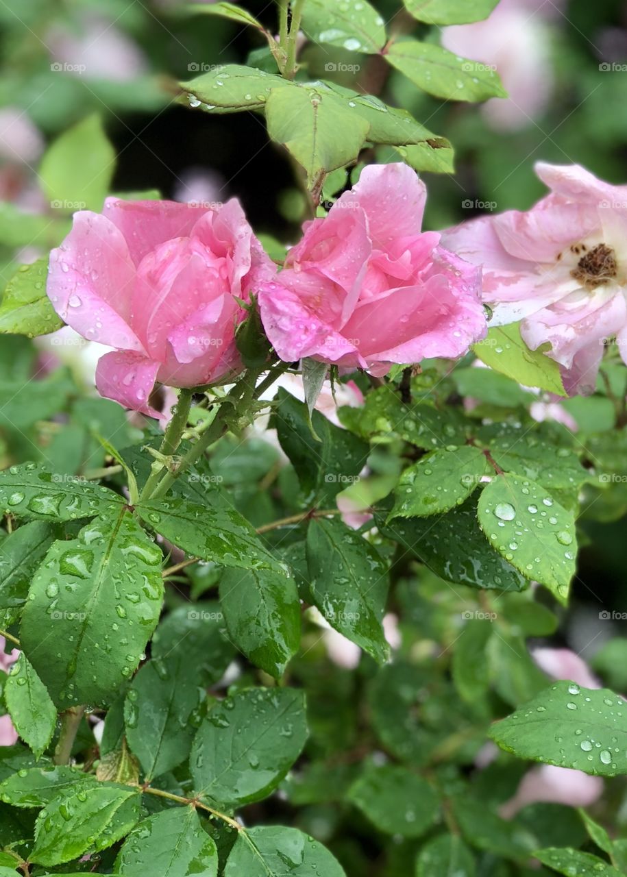 Rainy roses