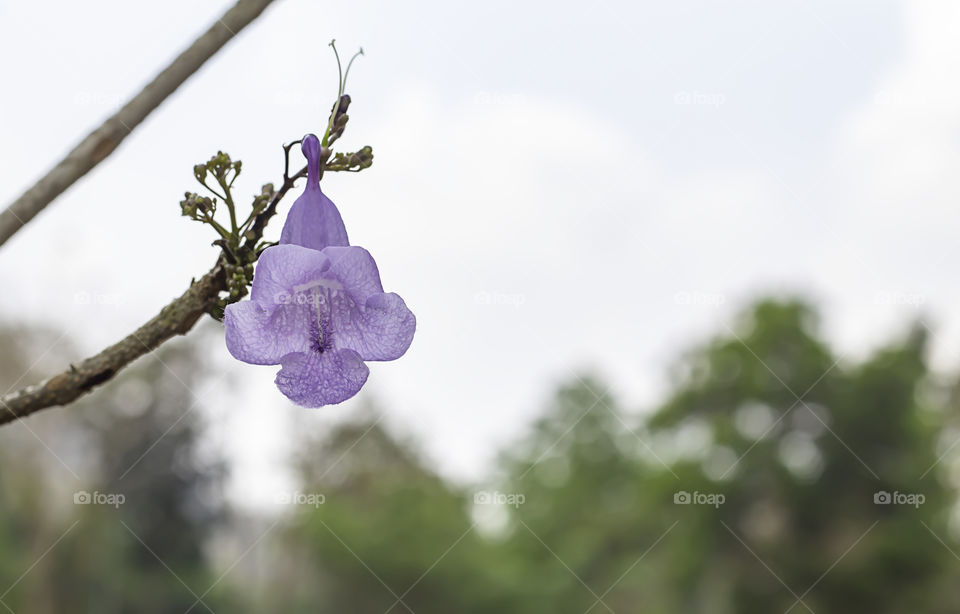 The beauty of purple flowers on the background blurry.