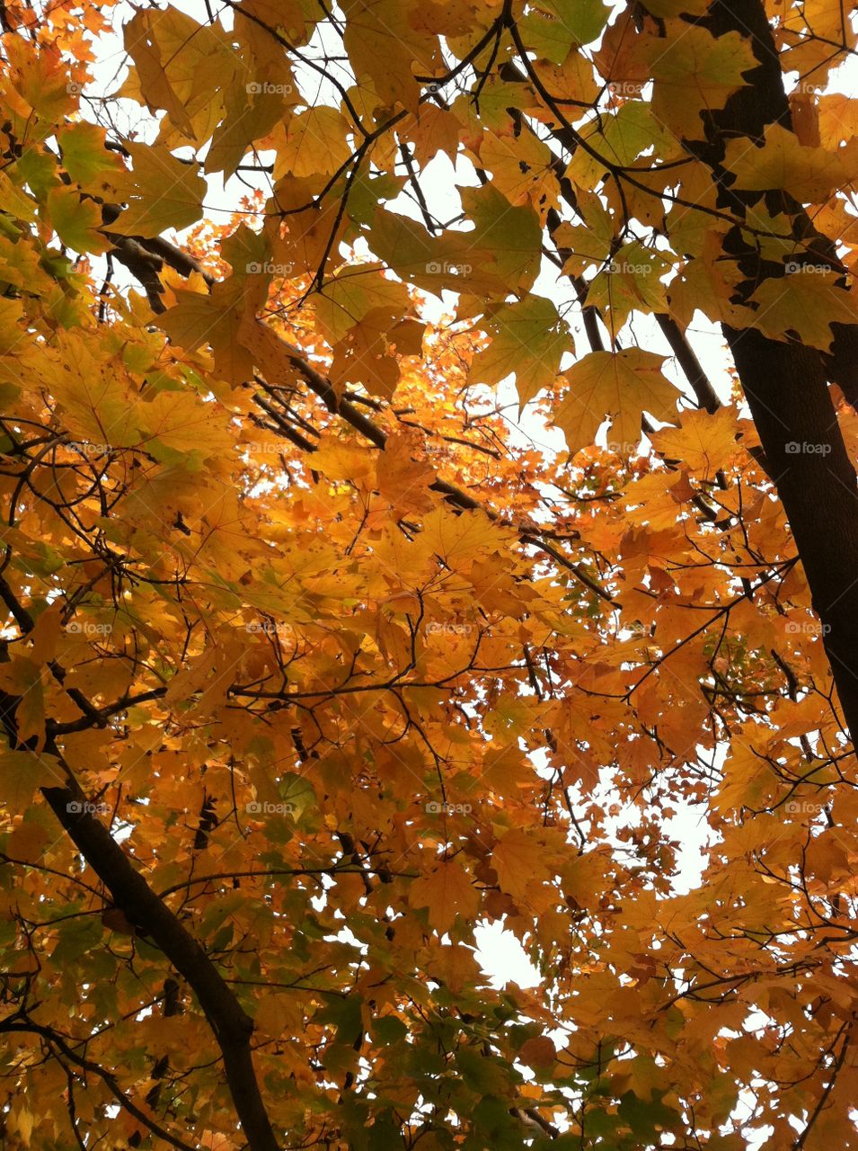 Beautiful Fall colors 