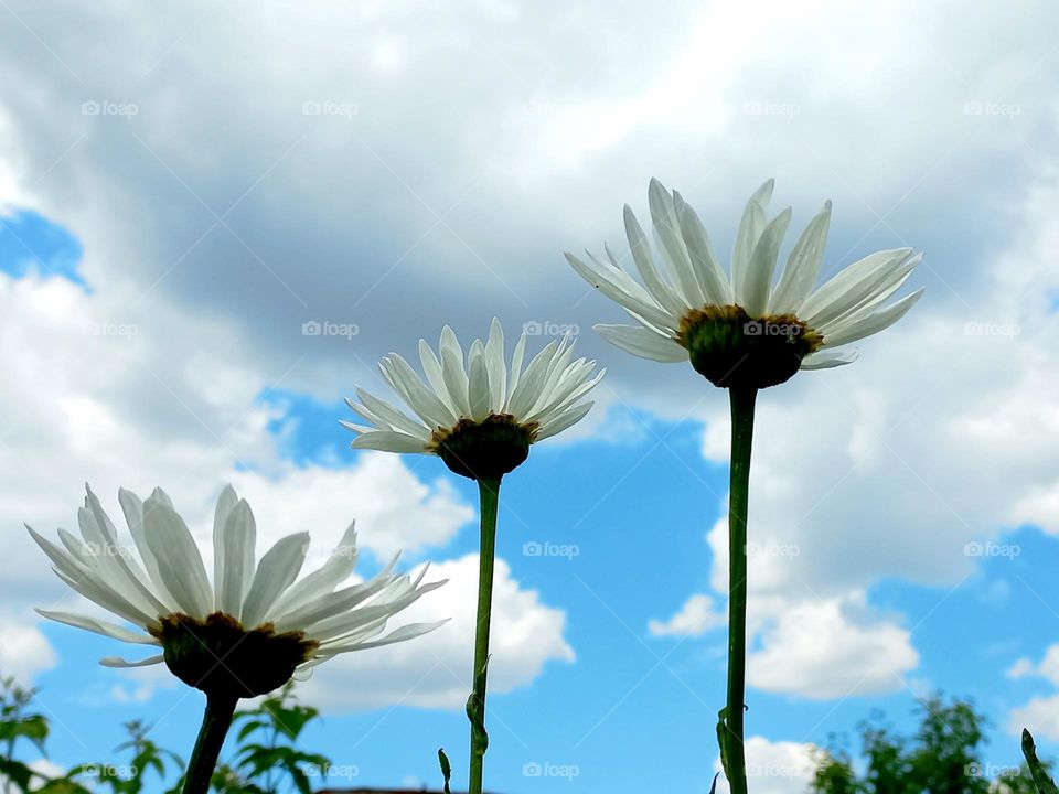 daisies under the air clouds.