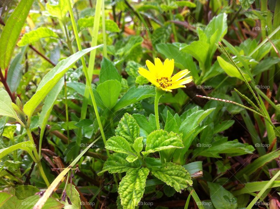 A yellow flower in a bush