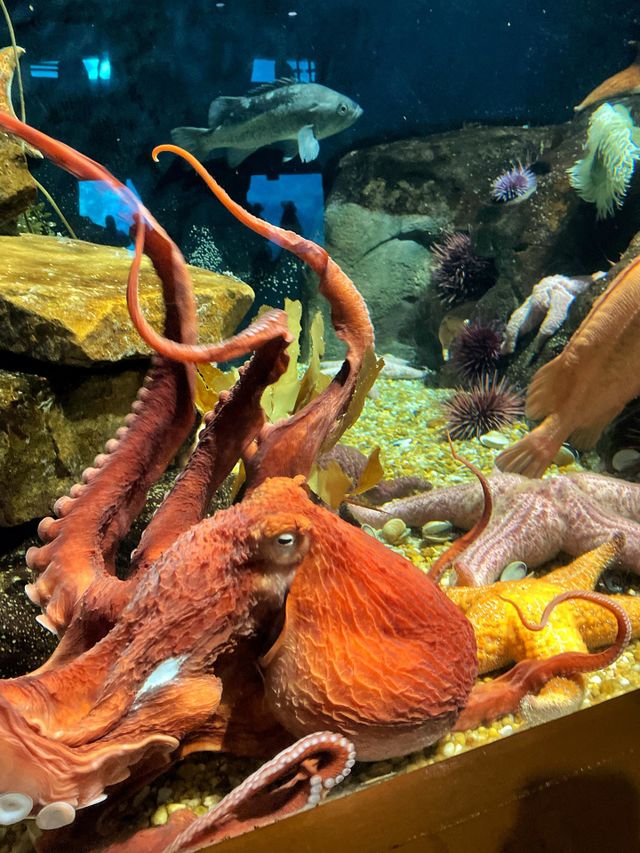 Beautiful colors on this octopus at the Georgia Aquarium 