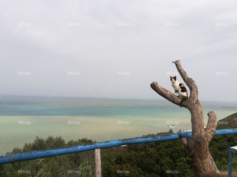 Cat enjoying the beautiful nature and view