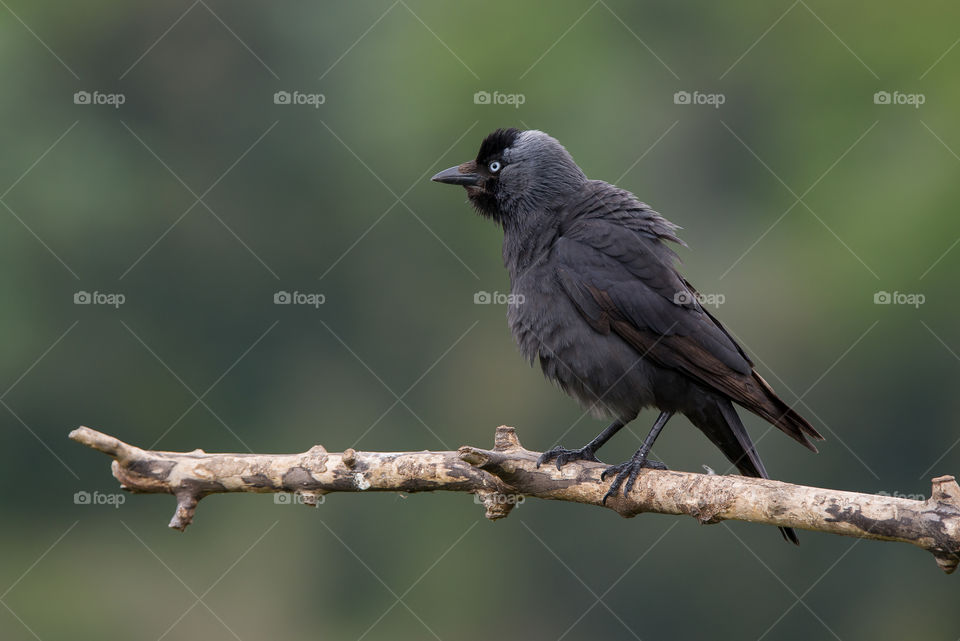 jackdaw