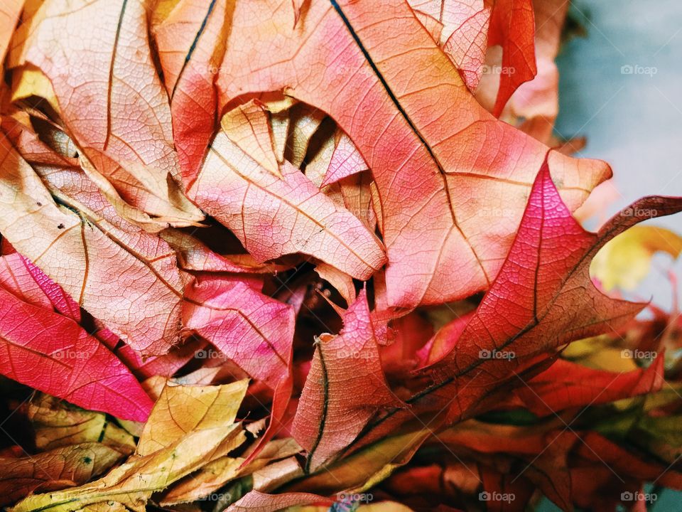 Fall colors and leaves 