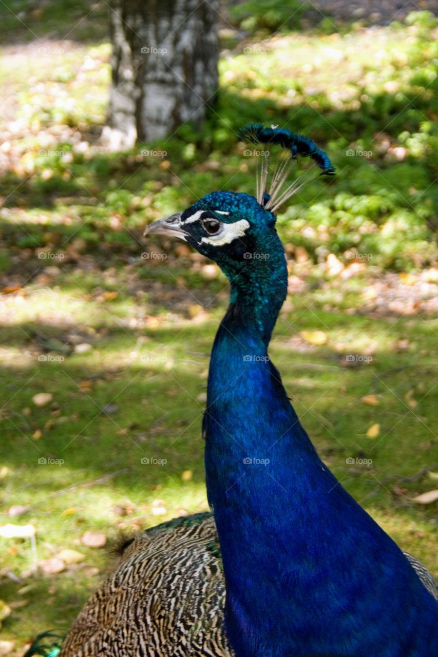 Peacock portrait