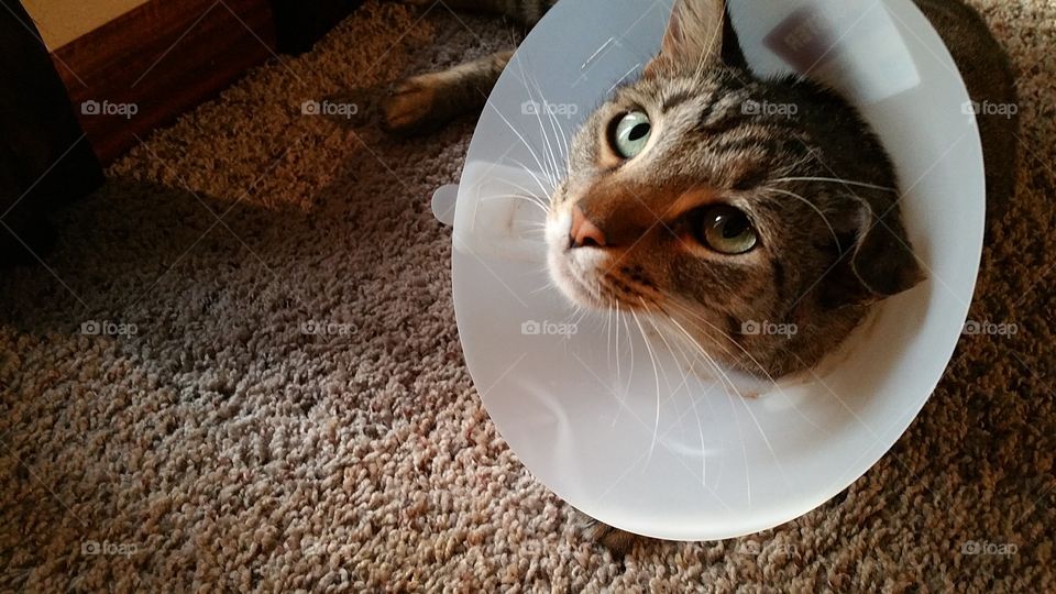 Sad Cat in the Cone of Shame