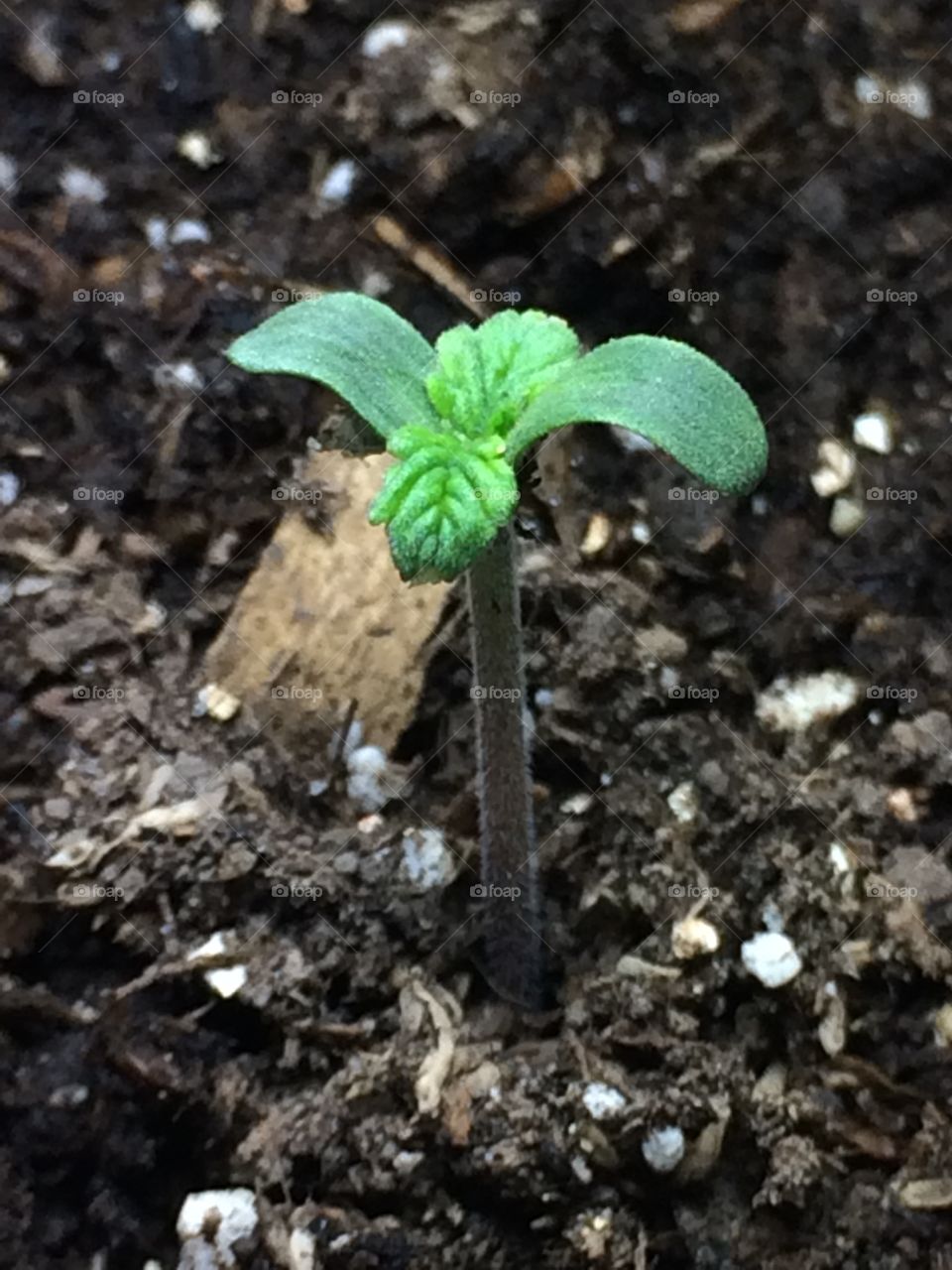 Weed small marihuana beautiful plants green 420 cultivo indoor bajo consumó marijuana 