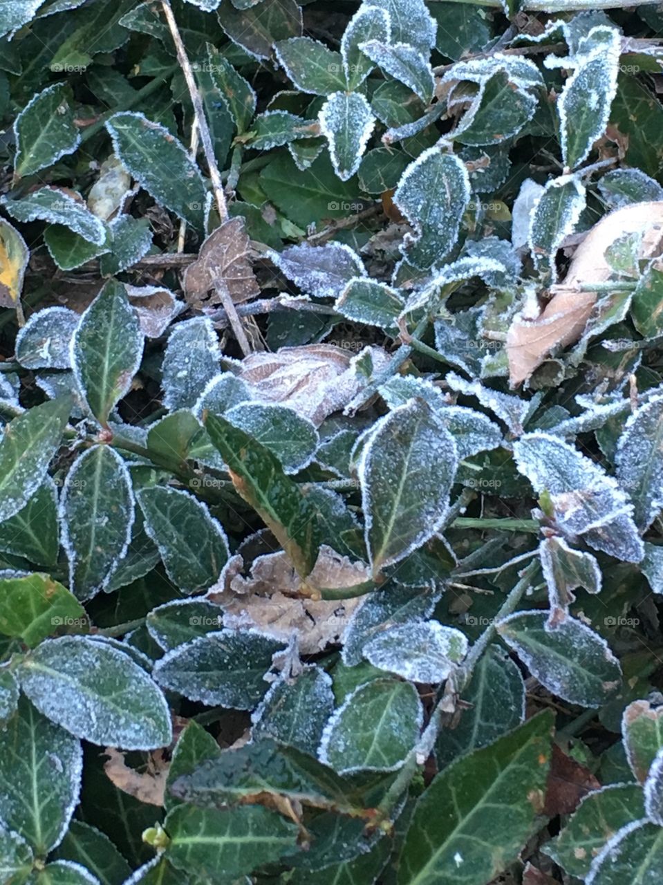 First frost 