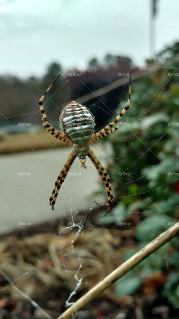 Spider, Insect, Arachnid, Nature, Spiderweb