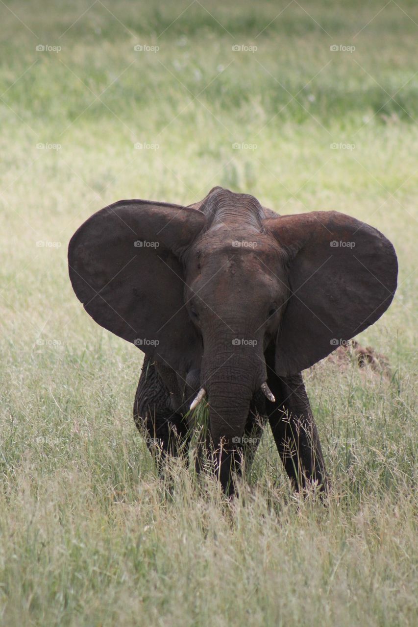 Wild elephant attack..,