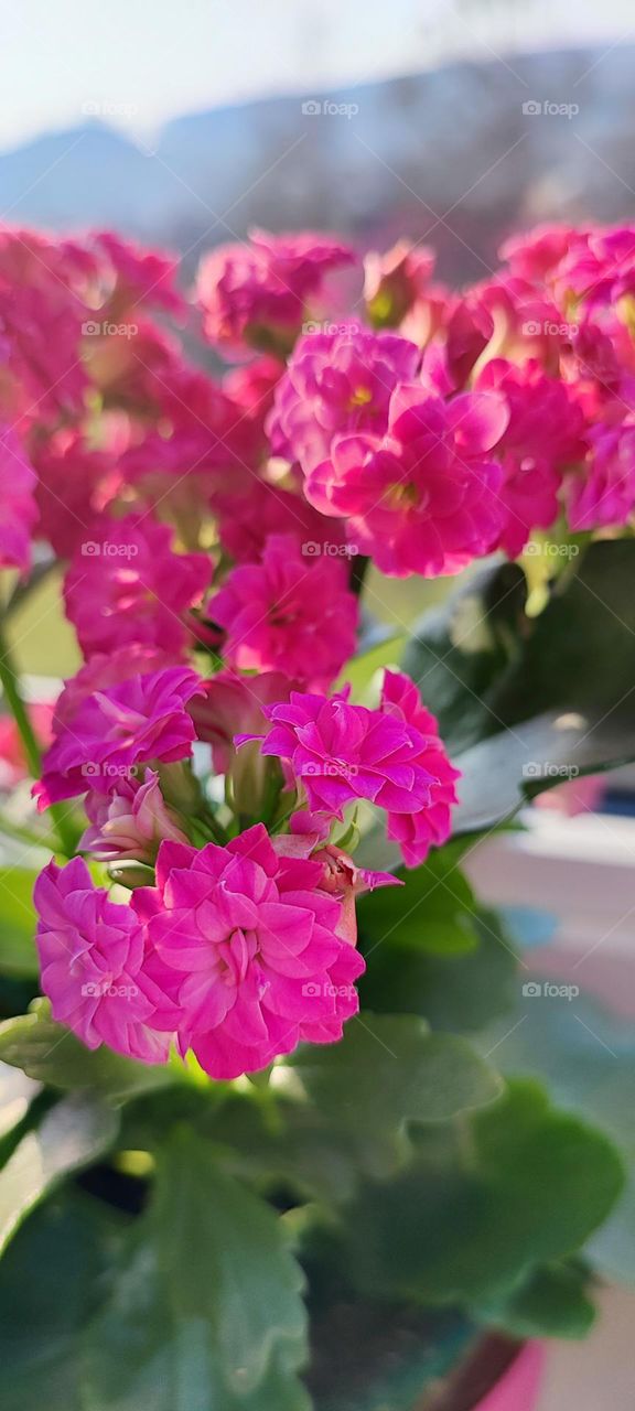 hello spring this is spring