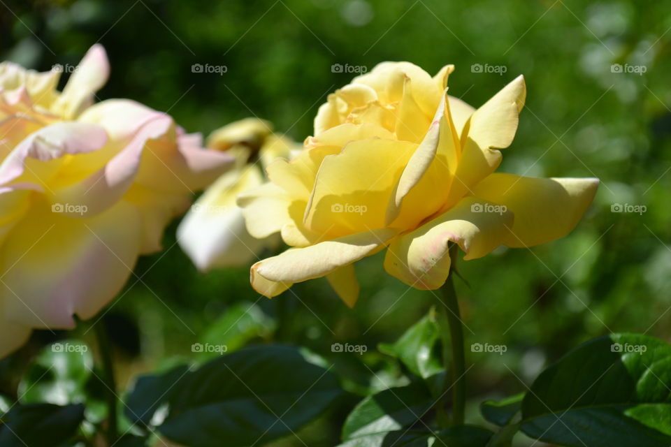 beautiful yellow rose