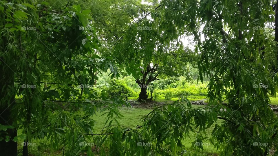 Lush green grass and trees, leaves, eye catching greenery! Monsoon morning. Cooler weather, light showers. This is a special photo of monsoon season, location India.