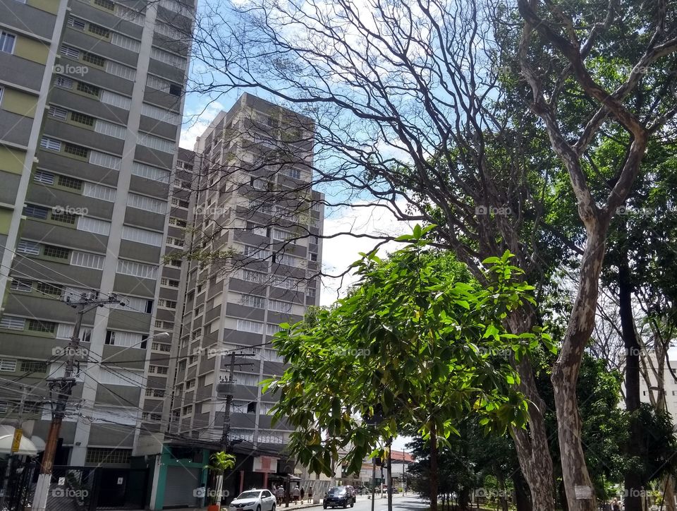 Prédios e árvores em São Paulo, Brasil - Buildings and trees at Sao Paulo, Brazil