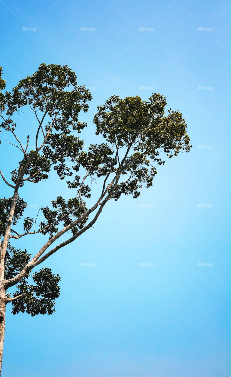 tall tree with the blue sky