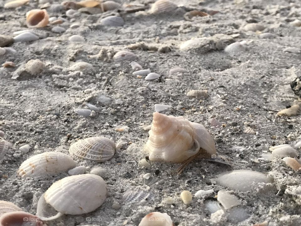 Seashells 