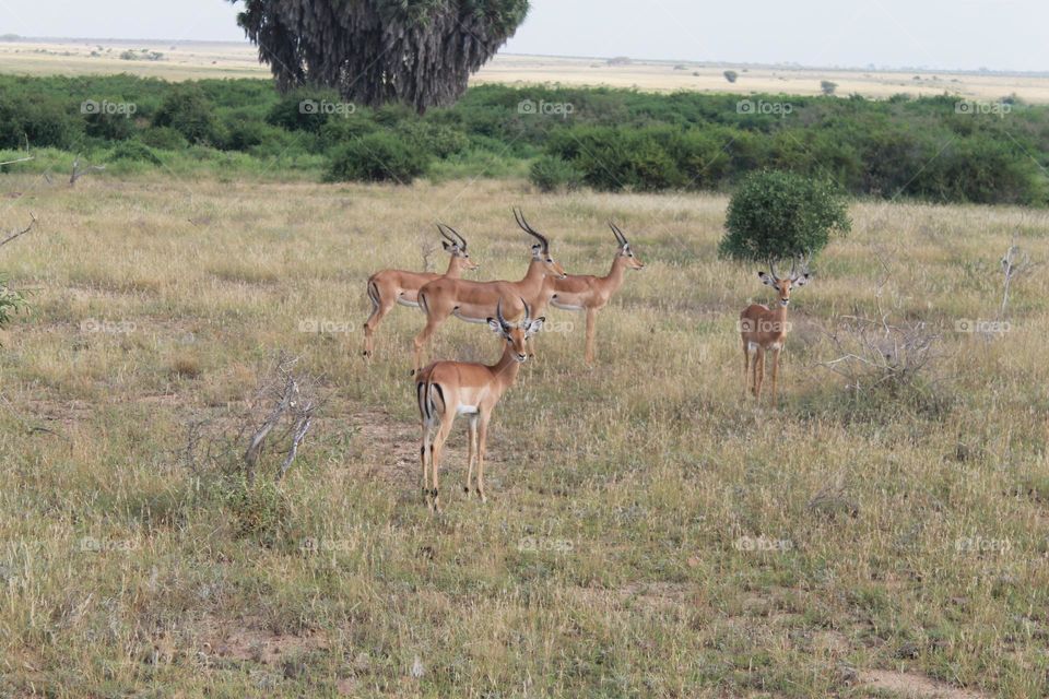 antilopi