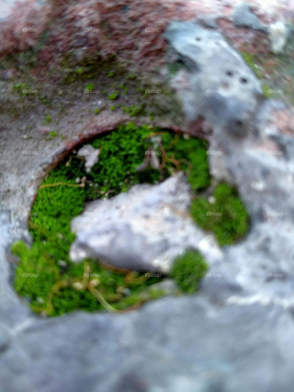 Trees grow anywhere and no one can stop them