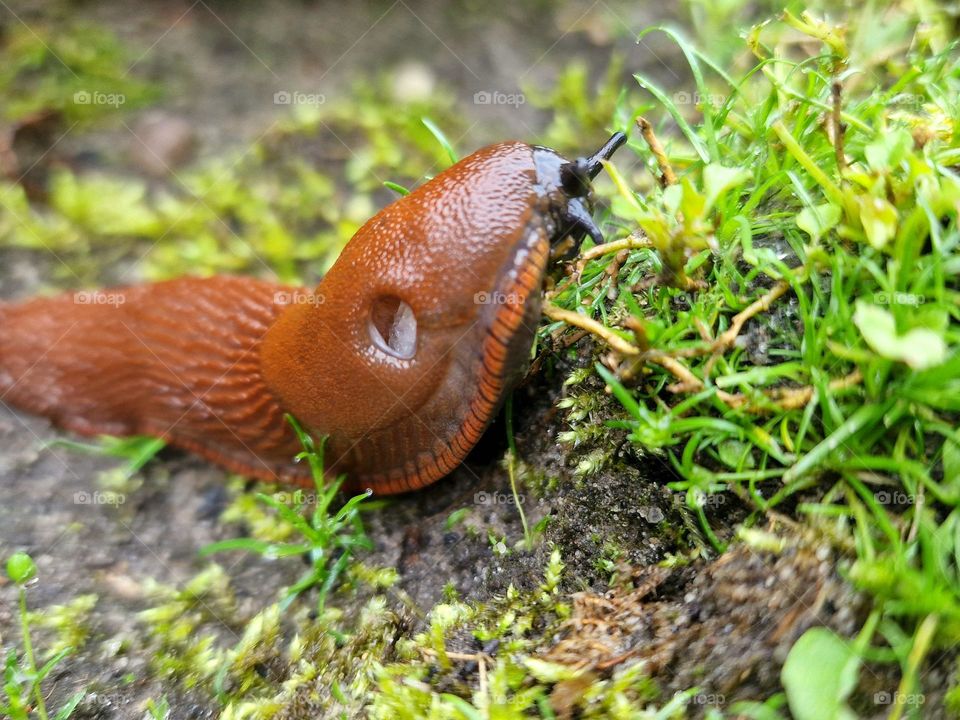 Snail looking for food