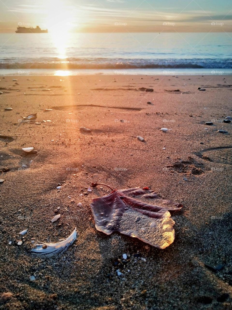 Leaf on the sand