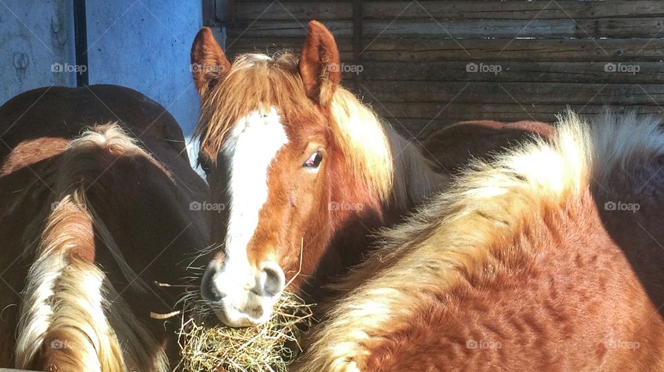 Foal between mom and dad 