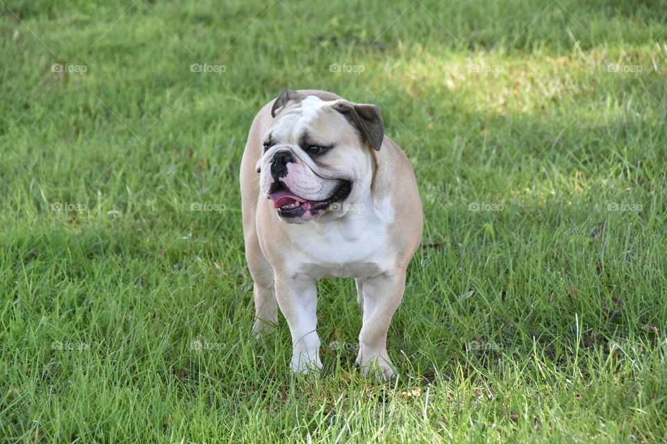 Portrait of bulldog puppy standing on grass