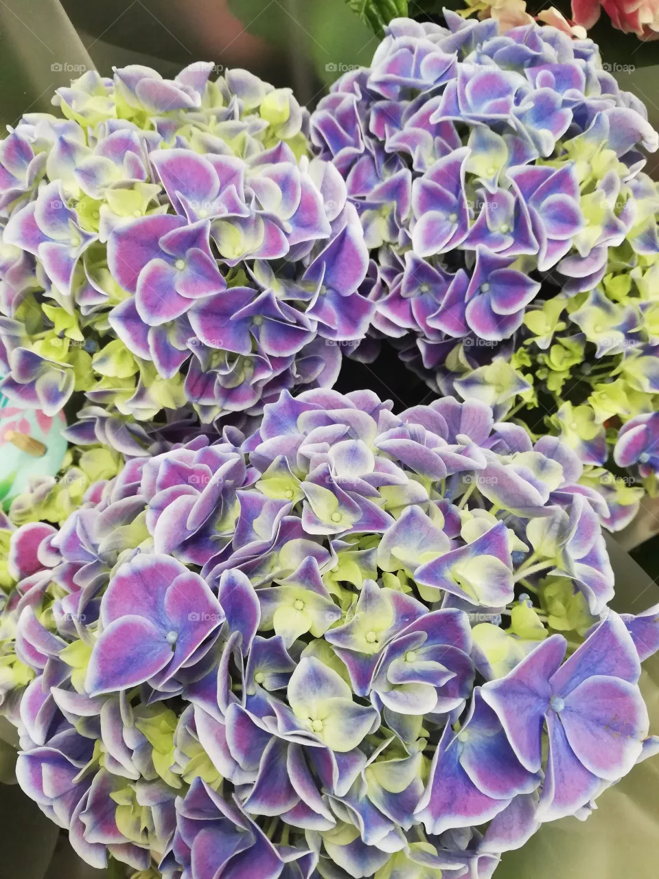 flo