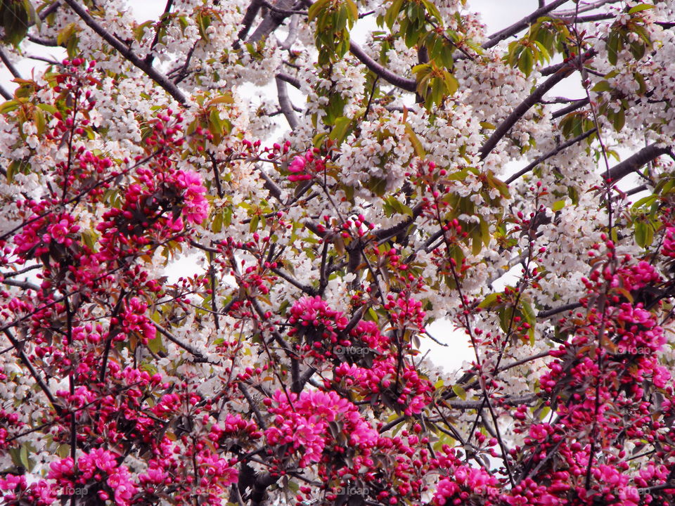 Pink and white spring blossom