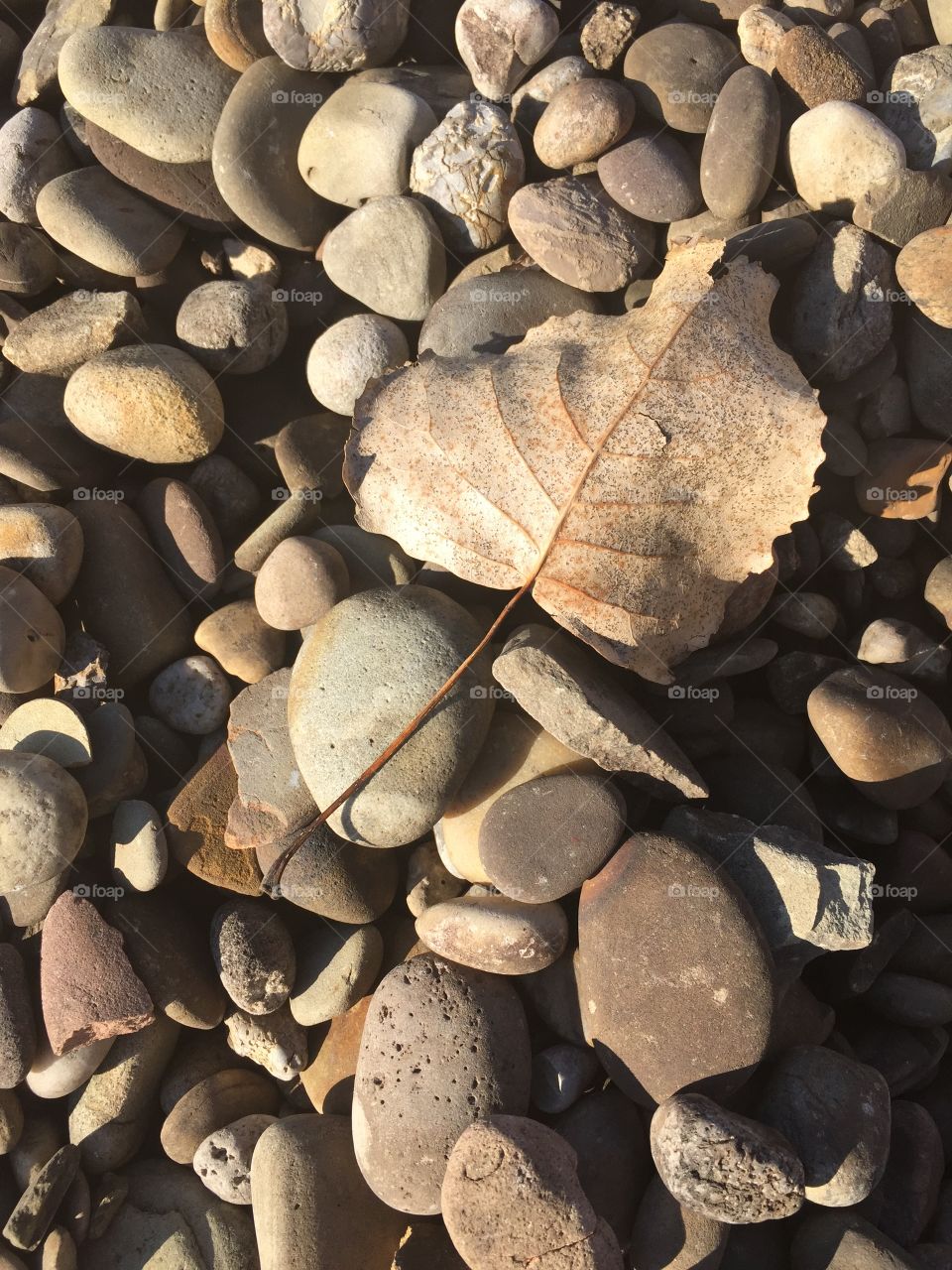 Dry leaf on pebbles