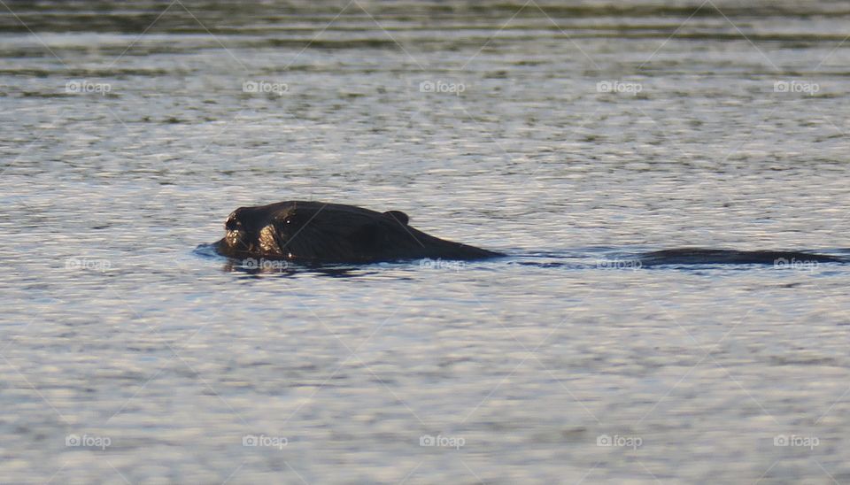 Beaver