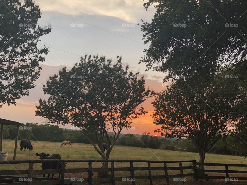 Sunset at Selah Ranch Mexia Tx 