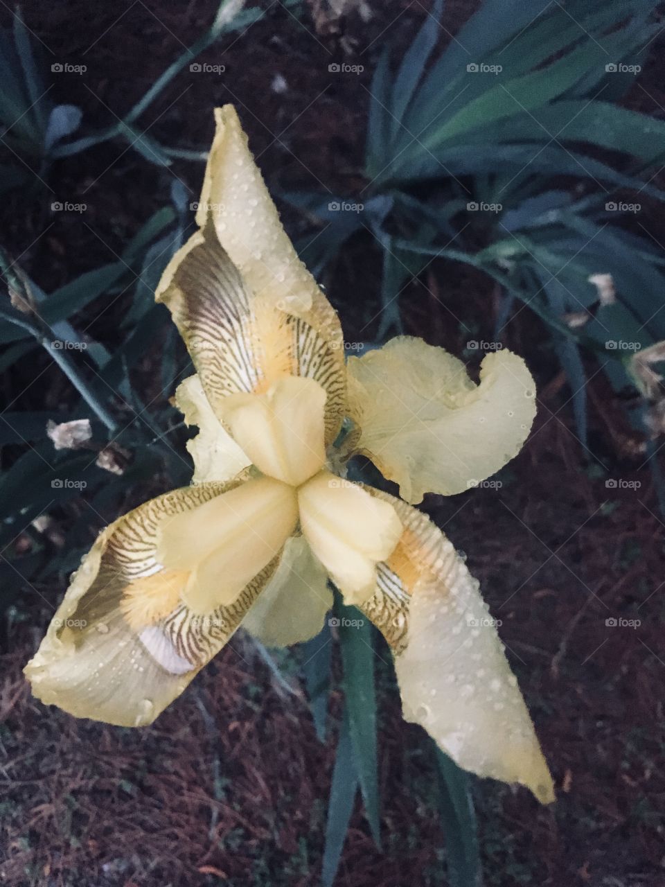 Yellow Iris Spring