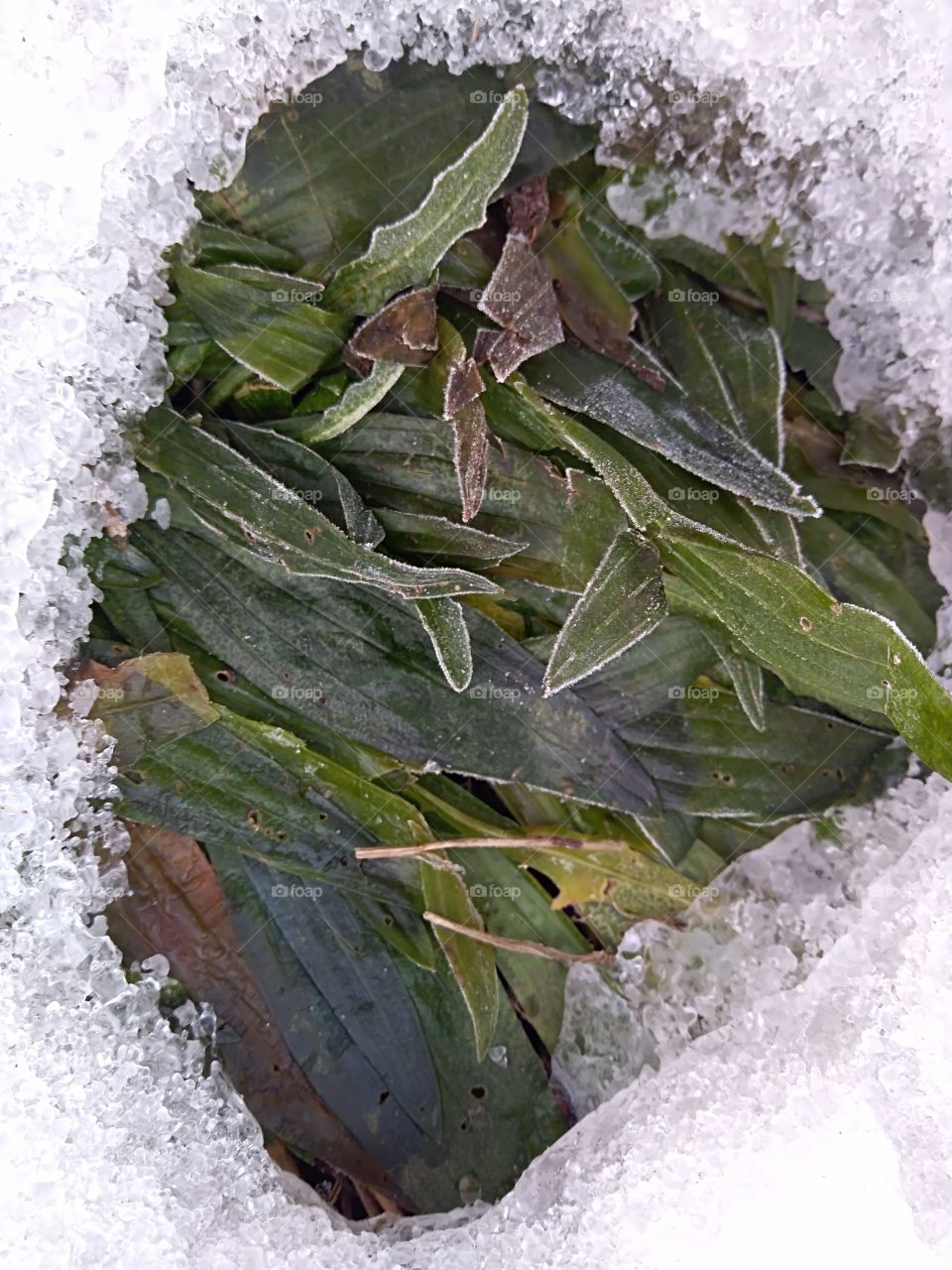 frozen plant